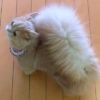 Кошка с беличьим хвостом