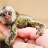 16 фото крохотных животных, которые очаровательны до невозможности