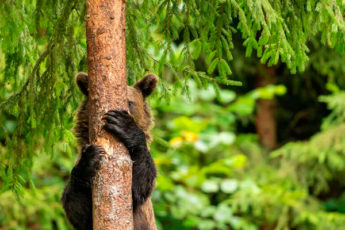 10 самых смешных снимков животных с конкурса Comedy Wildlife Photography