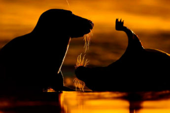 10 лучших фотографий с конкурса фотографа года WildArt-2021